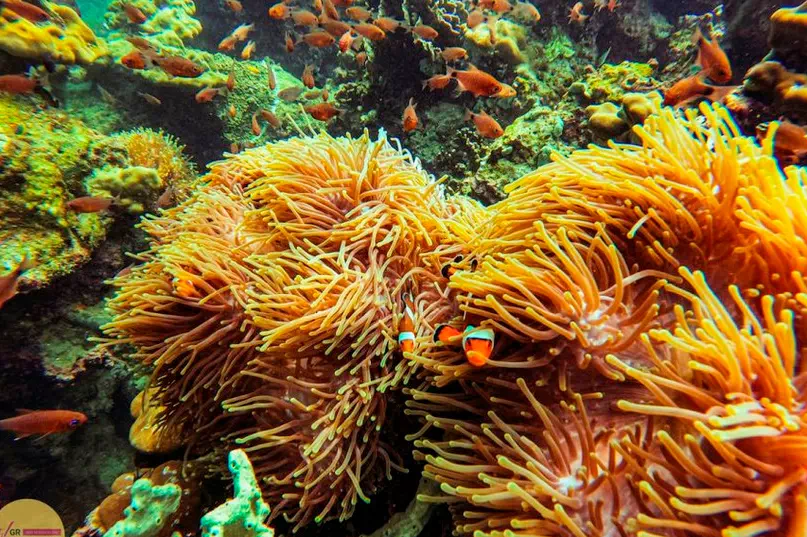 Экскурсия к 4 островам на скоростном катере из Краби view 9