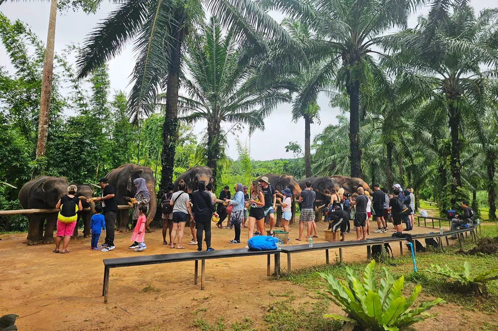 Экскурсия в заповедник слонов в Краби вид 12