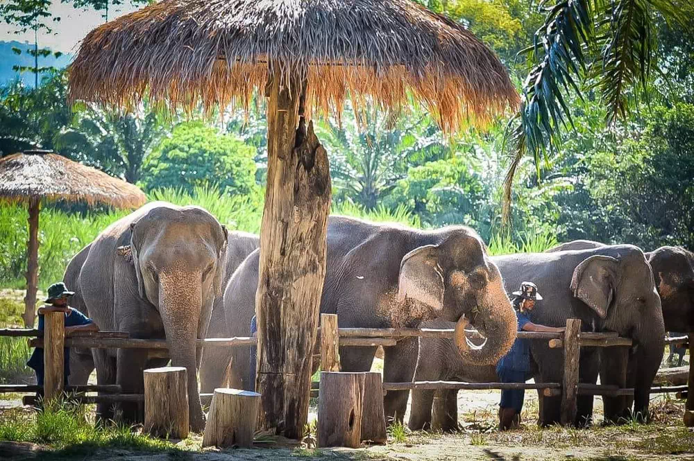 Экскурсия в заповедник слонов в Краби вид 4
