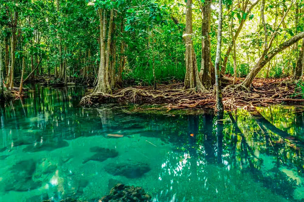 Экскурсия к Изумрудному озеру, горячим источникам и храму Пещера Тигра из Краби view 6