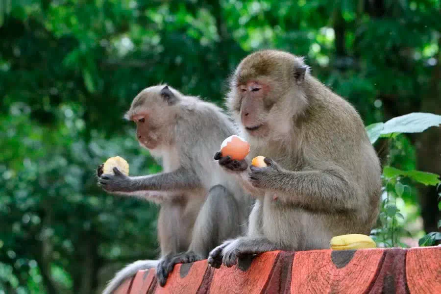 Экскурсия на остров Джеймса Бонда на лонгтейл лодке из Краби view 14
