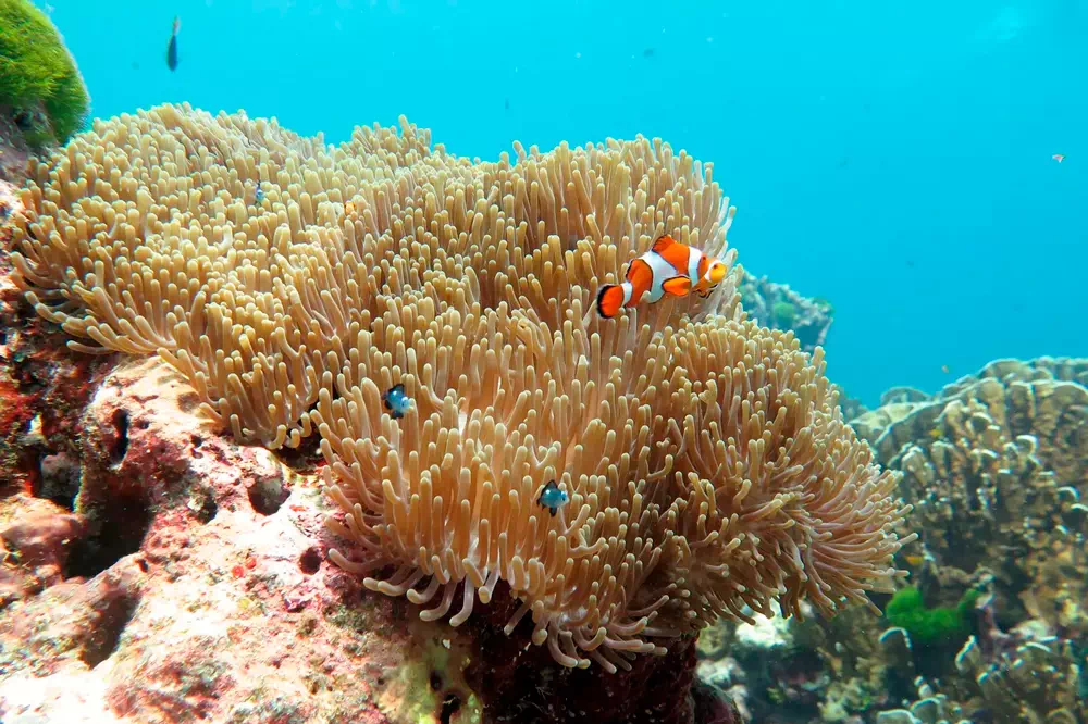 Экскурсия на Симиланские острова на скоростном катере из Краби view 12