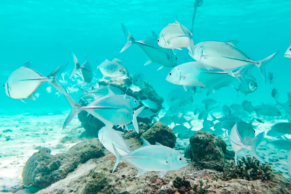 Экскурсия на Симиланские острова на скоростном катере из Краби view 5